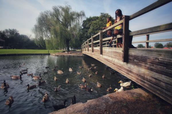 City Lake Park ducks