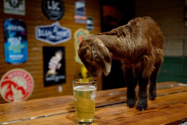 Goat Island Bottle Shop