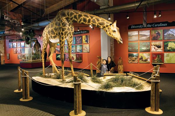 Imperial Centre giraffe display