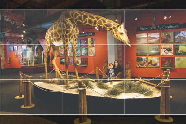 Imperial Center giraffe