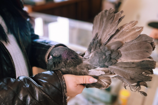 A woman holding a pigeon at the American Pigeon Museum and Library