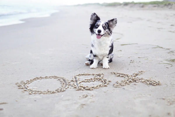 Get Wallpaper A Dog Friendly Tour Of The Outer Banks Nc For Android