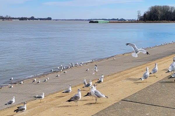 seagulls