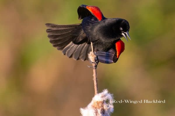 red winged blackbird