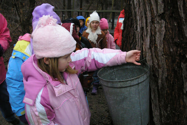 kids looking at maple tap