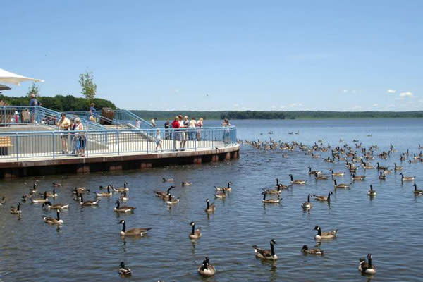 ducks on lake and people standing on deck