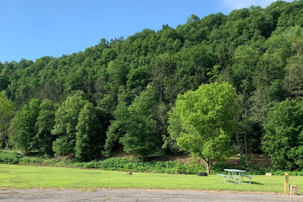 green lush forest behind campground site