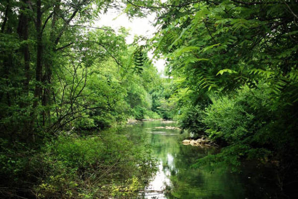 creek in the jungle