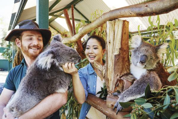 Cuddle a Koala at Caversham Wildlife Park | Swan Valley