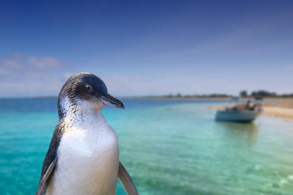 Penguin Island | Rockingham