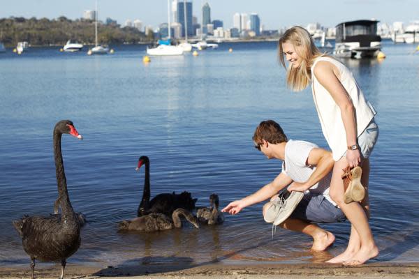 Black Swans, a popular sighting along the Swan River.