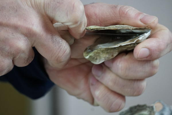 Perry Shucking2