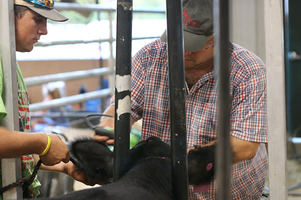 County Fair Cattle