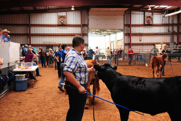 County Fair Cattle 2