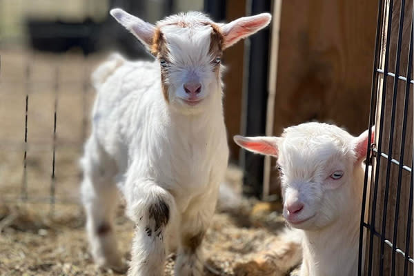 Mini Silky Goats