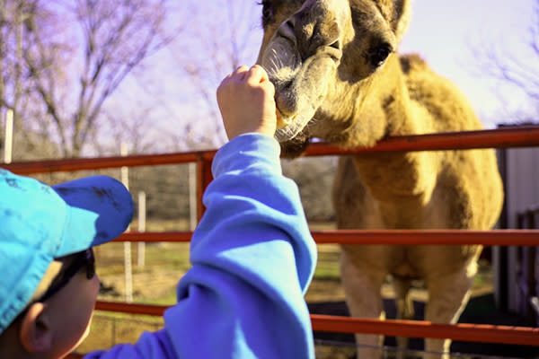 A person feeding a camel at Lost Creek Safari in Stillwater, OK