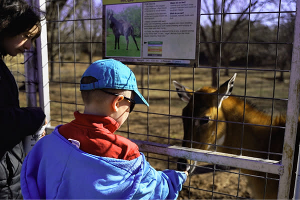 A young child feeding an animal at Lost Creek Safari in Stillwater, OK