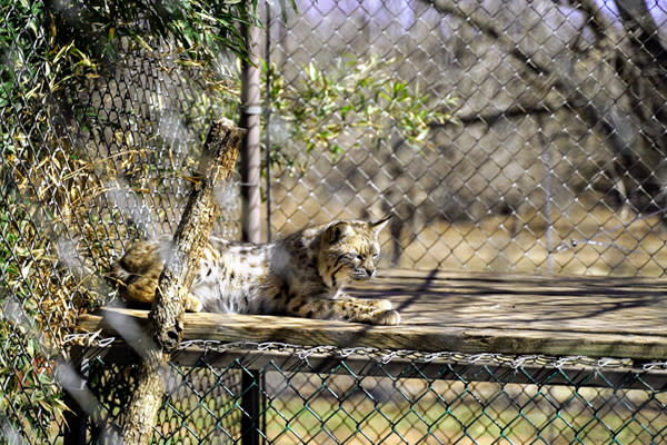 A leopard at Lost Creek Safari in Stillwater, OK