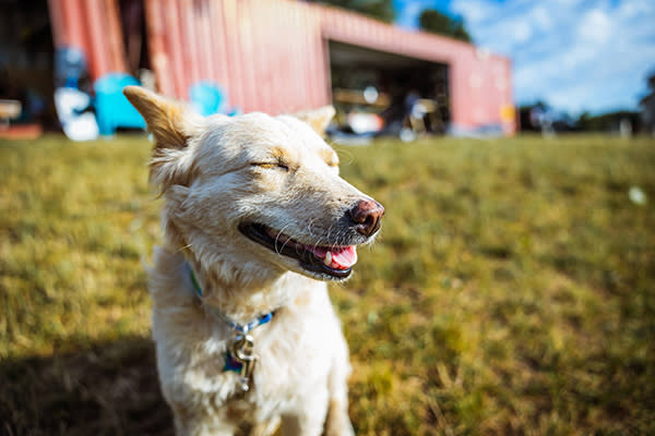 Kana, a Philippine native rescued by pro wakeboarder Anna Nikstad, enjoys the sunshine on Levings Lake's shore.