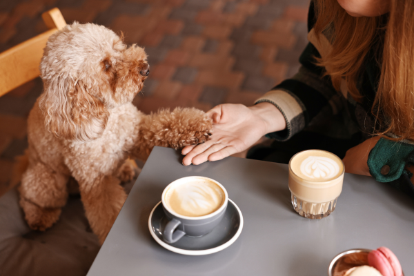 dog cafe