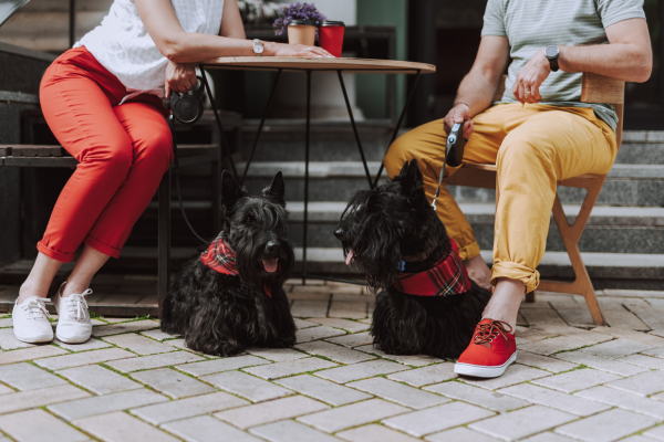 Dog cafe 2