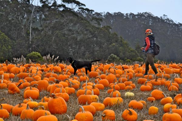Pumpkin Patch