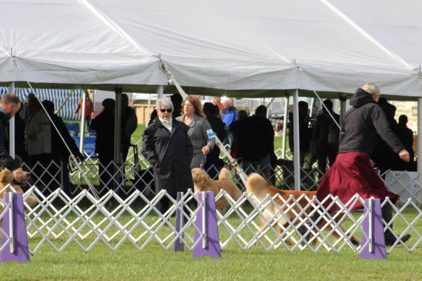 outdoor dog show in front of a white tent and white fence with purple signs