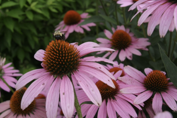 Tim McClure Botanical Garden