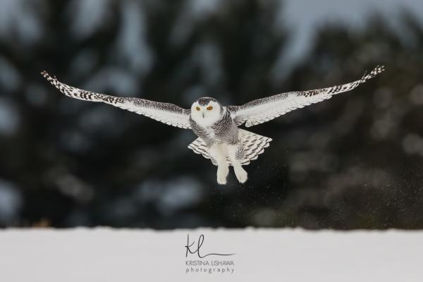 Snowy Owl