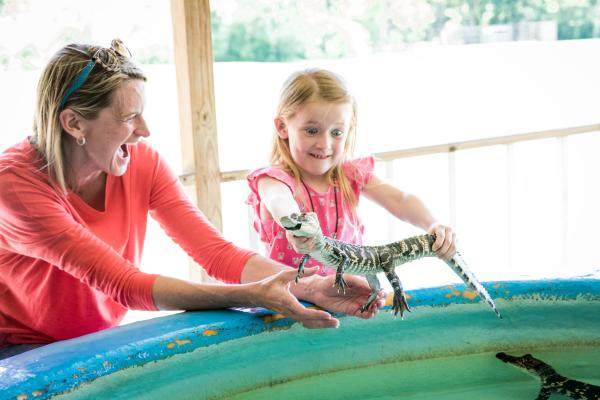 Mother and Daughter Playing with Alligators of all sizes at Insta-gator Ranch and Hatchery