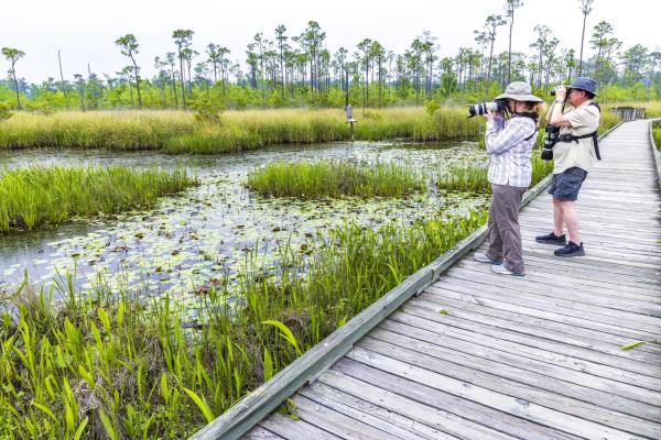Birdwatching at Big Branch NWR on Boy Scout Road