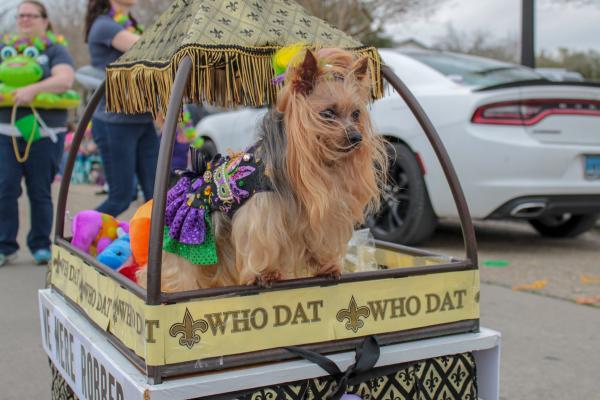 Krewe de Paws of Olde Towne Who Dat Yorkie