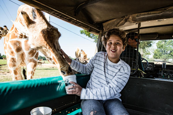 Kid In Car With Giraffe looking in the window at Global Wildlife Center in Folsom