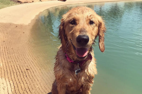 Golden retriever after a trip in the water