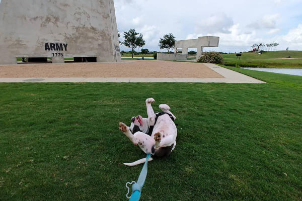 Dog rolling on their back in the grass