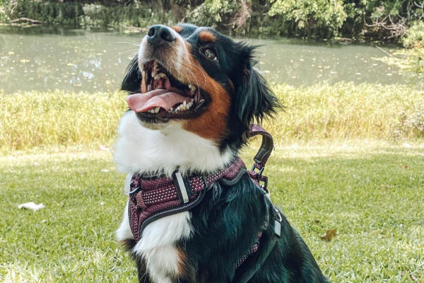 Dog smiling at owner