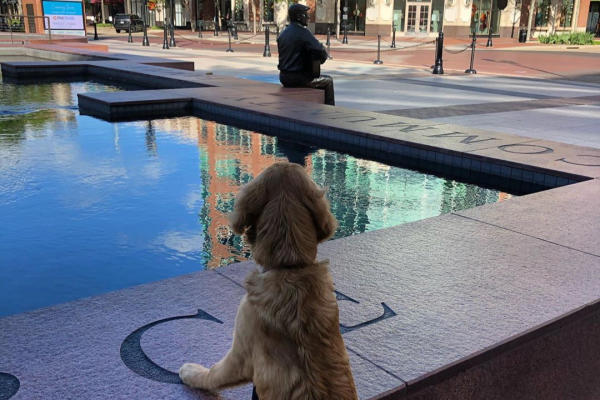 Dog is looking over the water at statue of a man