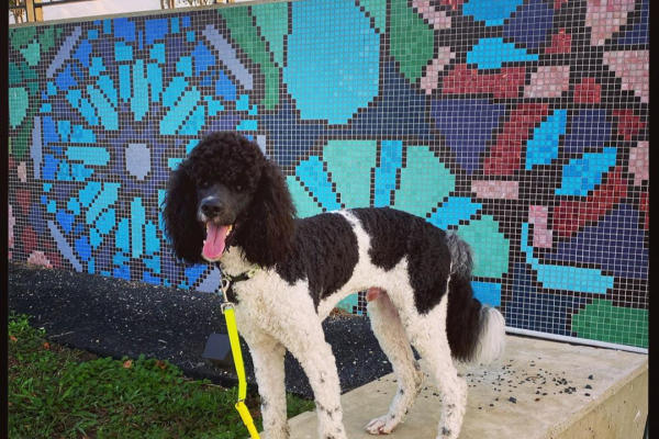 Poodle in front of a mosaic at the park