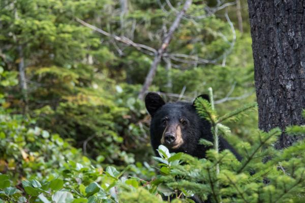 black bear mt rainier national park