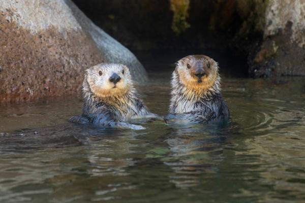 Point Defiance Zoo & Aquarium otters