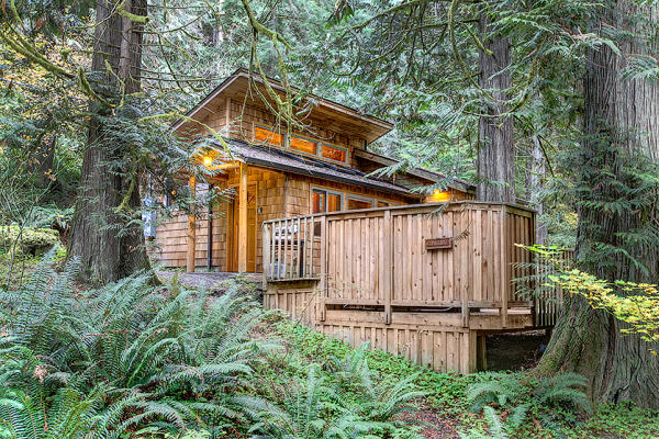 deep forest cabins