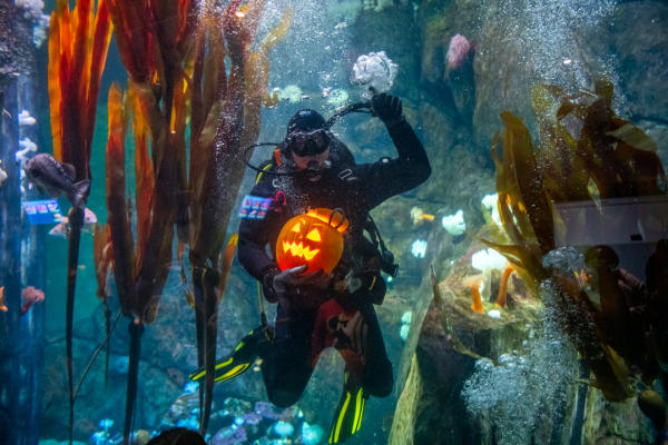 point defiance zoo halloween