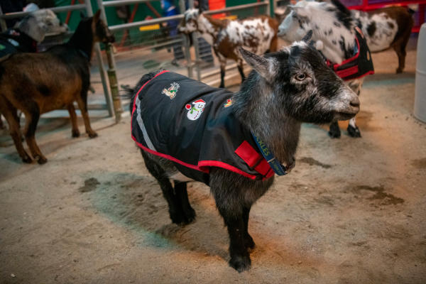 groovy goats zoolights point defiance