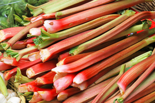 rhubarb days sumner fresh rhubarb