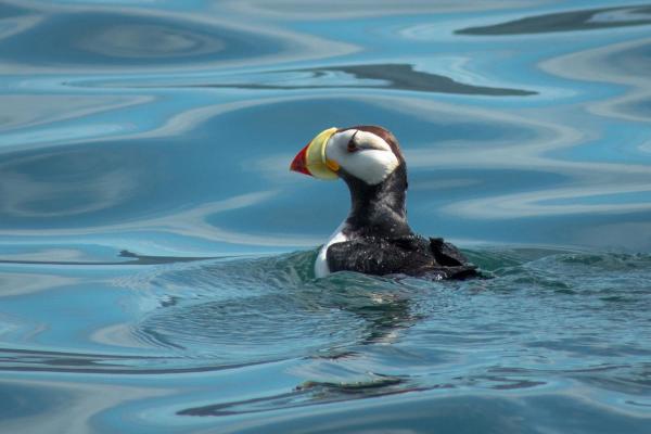 a horned puffin floating in water