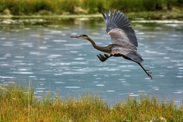 a blue heron taking flight from a wetland area