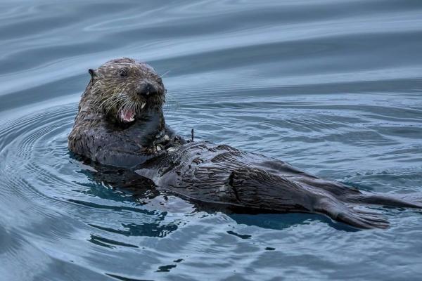 a sea otter eating shellfish off of its belly
