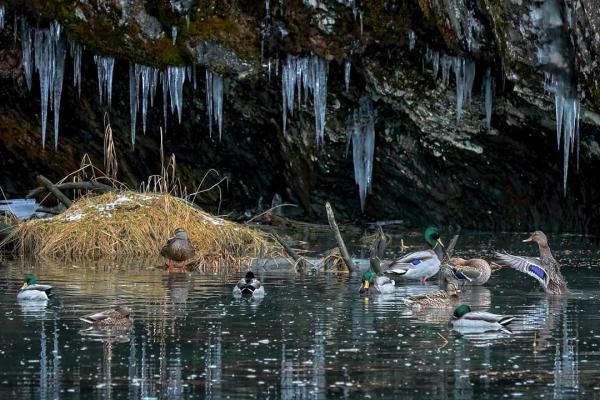 male and female mallards sheltering under an icy rock outcropping