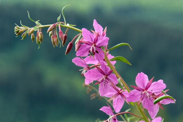 a blooming fireweed plant