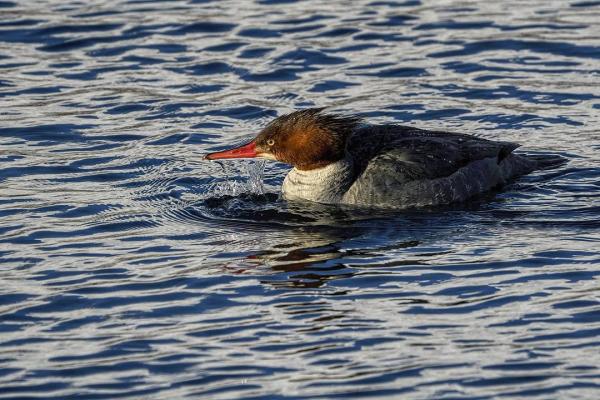 a female merganser duck in water